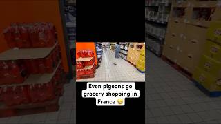 Life in France 🇫🇷 Grocery Shopping in 2 French supermarkets I Vlog