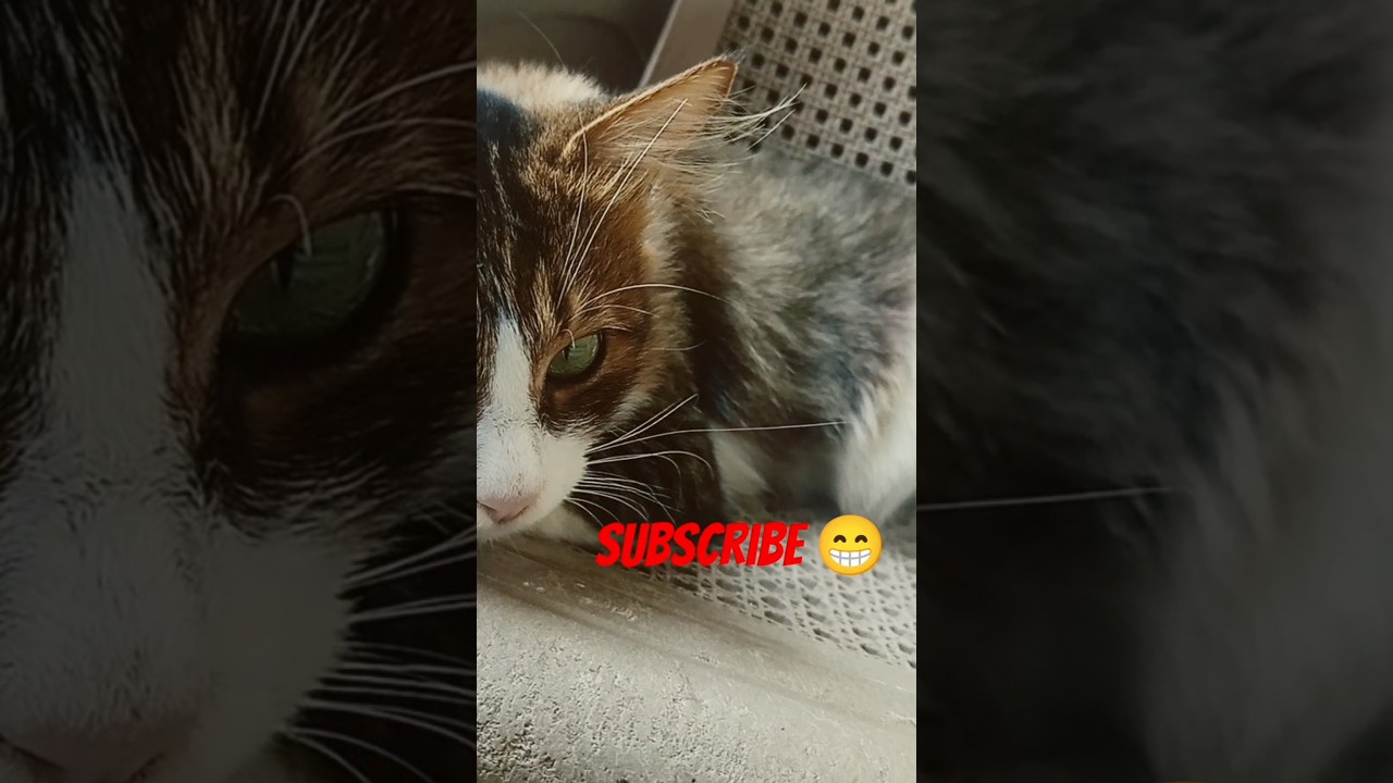 Cat Training Hacks That Are Slept On! US Pet Owner Advice. 