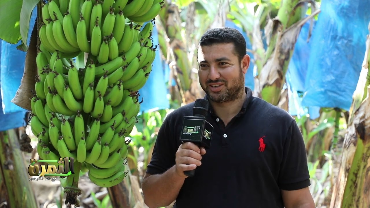 برنامج  الثمرة  صنف موز عملاق 