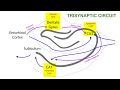 Trisynaptic circuit of the hippocampus