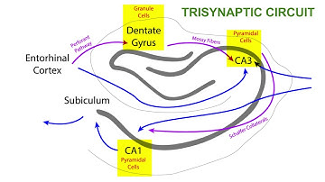 TRISYNAPTIC CIRCUIT OF THE HIPPOCAMPUS