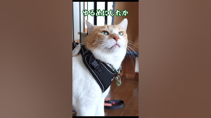 ハーネスをゆるめに付けて欲しい猫 #元野良猫チャチャ #猫武将 #cat #ねこ #猫 #猫侍 #ねこさんぽ #チャチャ