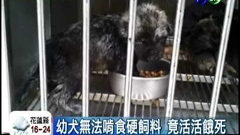 悲惨收容所! 放任狗狗被饿死 - 天天要闻