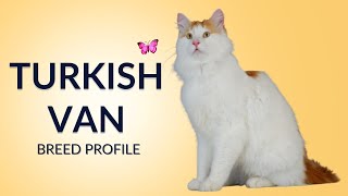 Turkish Van Cat Breed Profile History - Price - Traits - Grooming Needs - Lifespan