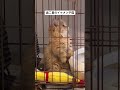 イケメンすぎる子猫#ミヌエット #子猫 #kitty