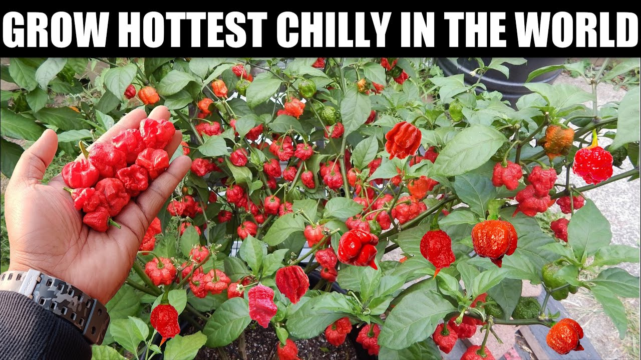 Выращиваем самый острый перец в мире в горшках | ОТ СЕМЕНИ ДО СБОРА УРОЖАЯ