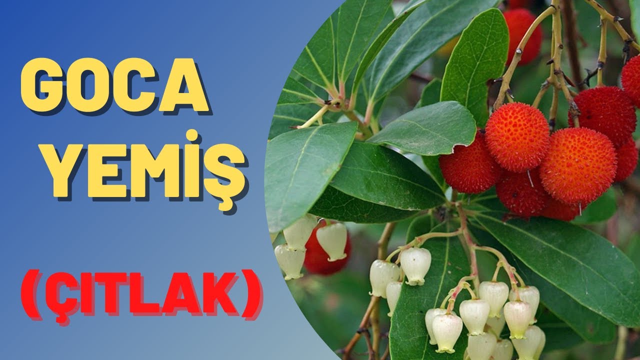 GOCA YEMİŞ çıtlak nasıl yetiştirilir. #gocayemiş #gocayemişfidanı #çıtlak #gocaagaç