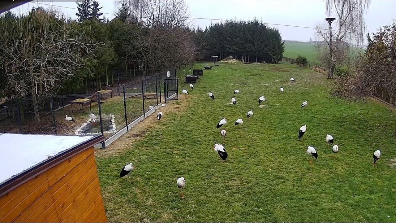 Kozubszczyzna - Wybieg