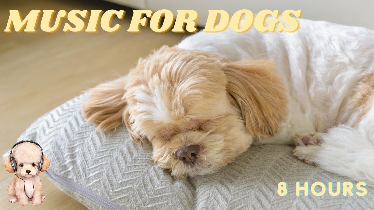 THE BEST Relaxing Music for Dogs! Calming Songs for Anxiety and Depression! Help the dog sleep well