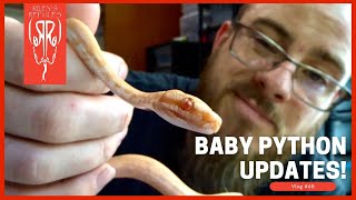 Baby Python Updates!   Vlog #65 Axanthic Coastal Carpet Python Clutch Is Here Vlog 15