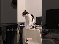 #pisici #catshorts #cat #pisică #cats #catvideos #pisiciletorc #pisicute