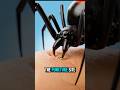 Black Widow Bite, What Happens Inside Your Body? #spiderbite #science