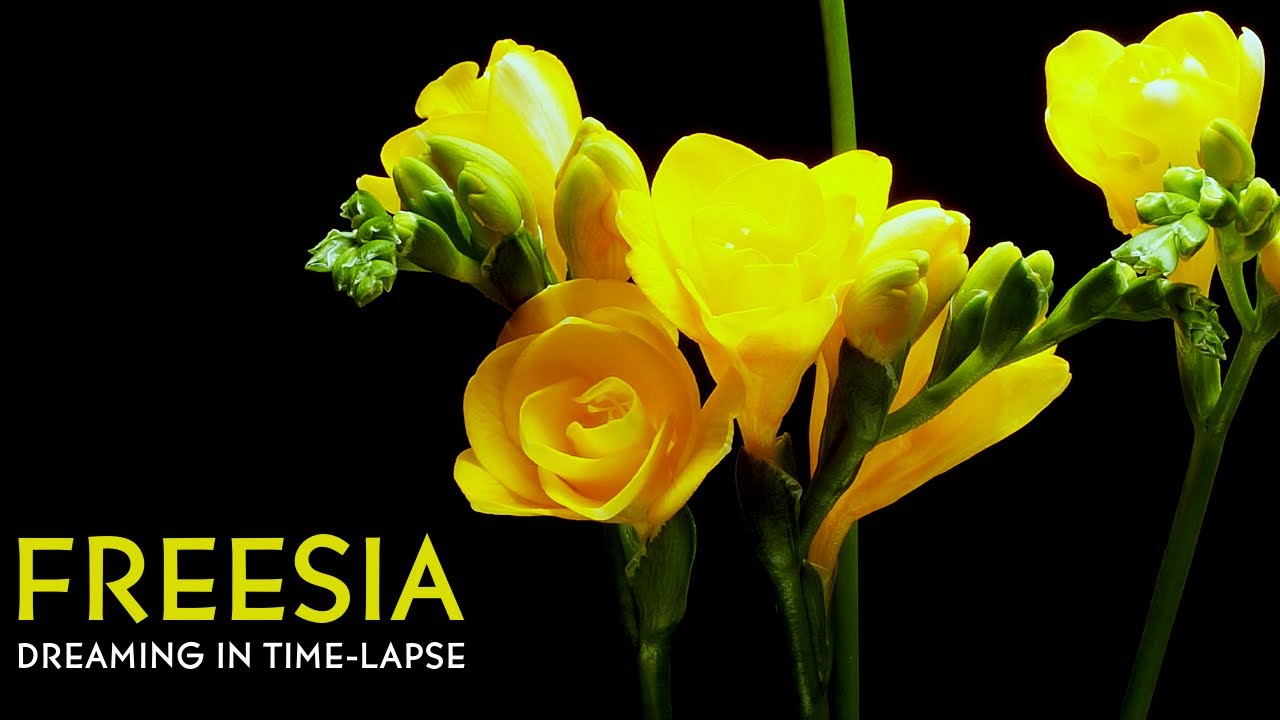 Freesia - Time-lapse with Music Freesia - Time-lapse with Music