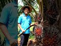 Proses panen buah kelapa sawit #shorts #pertanian #sawit