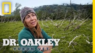 Keeping An Elk In Check Dr. Oakley, Yukon Vet