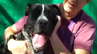 A4994548 Wrigley Pit Bull Puppy