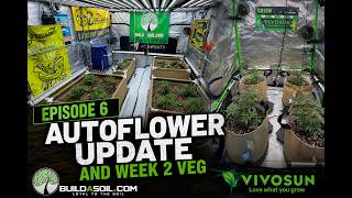 EP6| Autoflower Update & Week 2 Veg