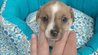 En adopcion 21 septiembre en clínica veterinaria Santa María de Gracia Murcia. 618396258