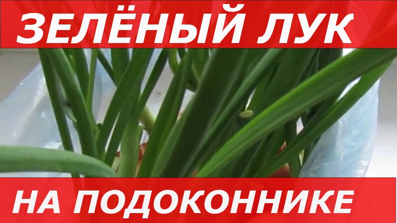 Выращивание лука в опилках в домашних условиях Выращивание лука в опилках в домашних условиях