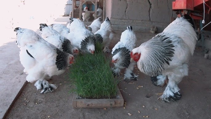 Mushuk juda nam emas