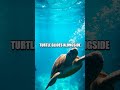 Orbits of the Ocean: A Diver's Global Biodiversity Quest