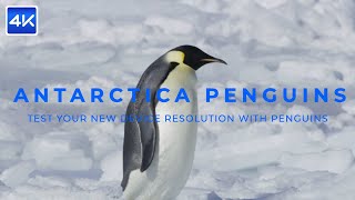 [4K VIDEO] Test Your New Device Resolution with Penguins in Antarctica_UHD DEMO