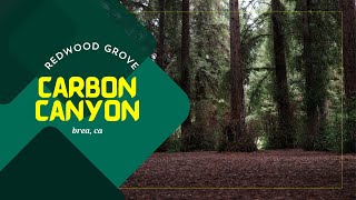 WALK WITH ME: Through REDWOOD GROVE Trail - Carbon Canyon Regional Park (Brea, CA)