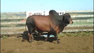 Lote 10 - 1 Touro Sindy Flgi 56