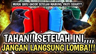 Weleh Weleh  Murai Batu Gacor Pasti Sehat   Merawat Murai Batu Yang Lemes Setelah Mabung