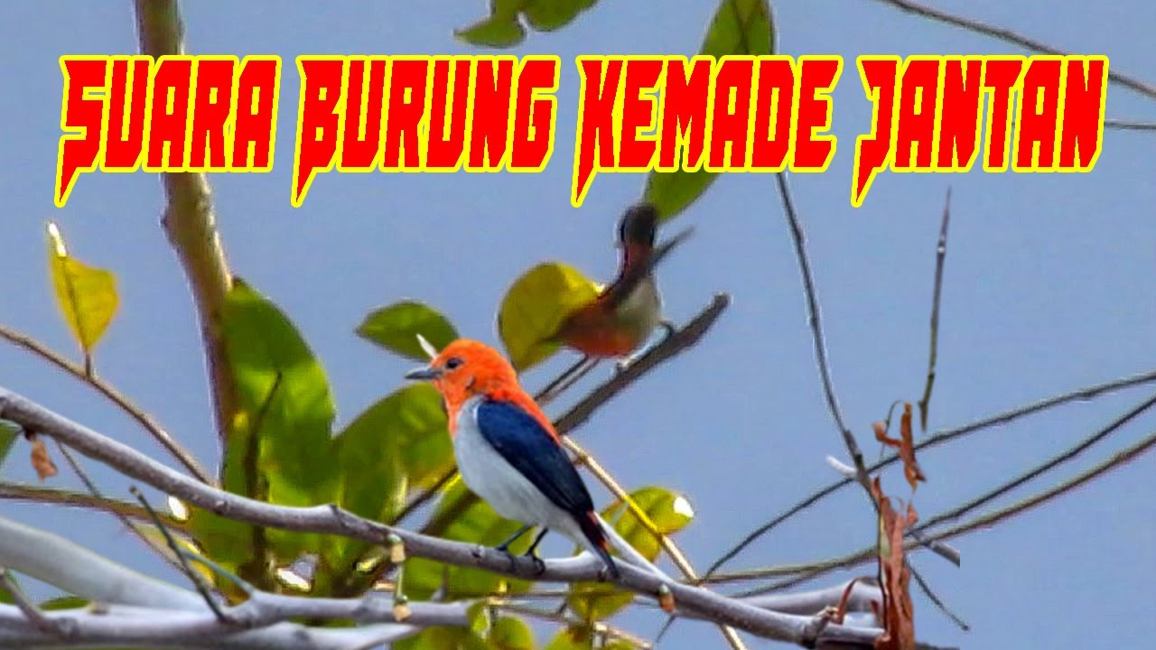 Suara Burung Kemade Jantan Gacor Di Alam