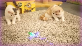 Kittens Reacted Dramatically to LED Bug Toy