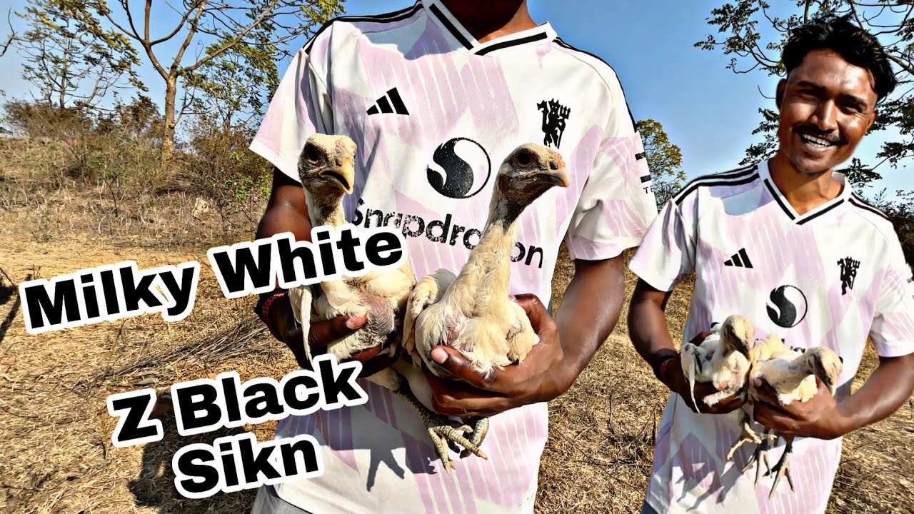 Milky white Z Black Skin Aseel