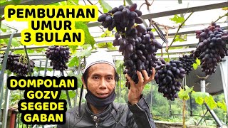 MEMBUAT ANGGUR IMPOR CEPAT BERBUAH || Aplikasi POC Air Cucian Beras & Media Tanam yang Tepat