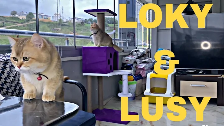 Video 11837571: breed british shorthair, british shorthair golden, beautiful cat breeds