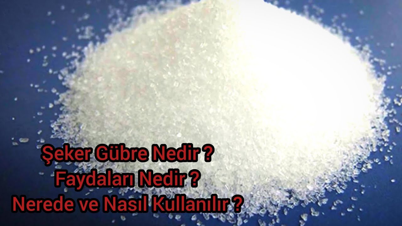 Şeker Gübresi Nedir ❓ Hangi Bitkilere Kullanılır ❓ Ne Zaman Ve Nasıl Kullanılır ❔Faydaları Nedir ⁉️