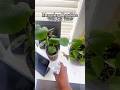 Just another #diml 🫶🏽 #plantlovers  #plantmom #dailyroutine #voiceover