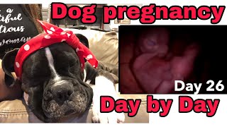 Dog TRAINING tips🐶 for a PREGNANT Dog🐾Stages of a dog’s pregnancy week by week 🐕DAY 26🐩