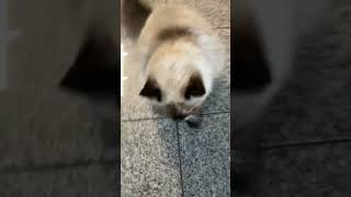Wenn deine Katze den Einbrecher besticht