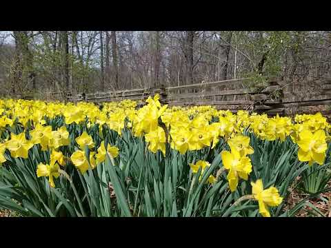 ვიდეო: რატომ არ ყვავის Daffodils?