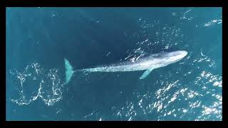 Blue Whales off Virginia