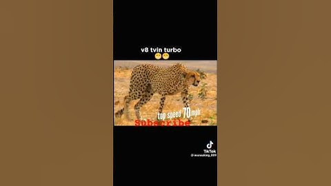 Warthog AkA Mr kasongo and leopard set to race.