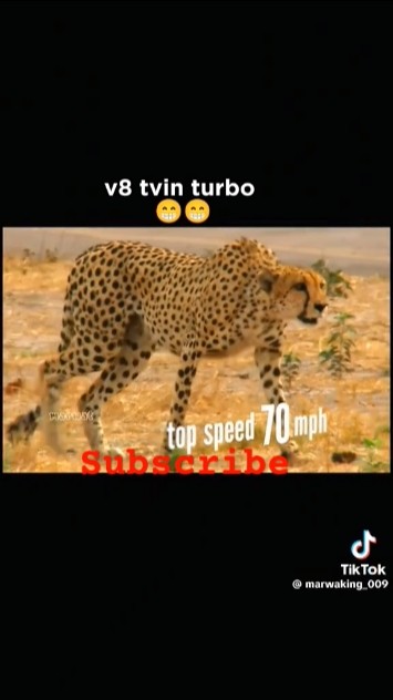 Warthog AkA Mr kasongo and leopard set to race.