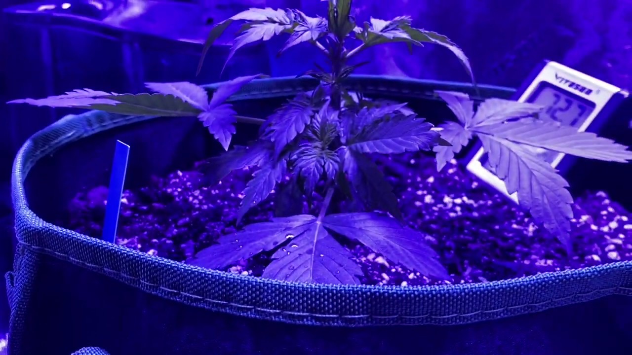 Dutch Passion Orange Bud/Seedsman Skunk #1 Autoflower Grow Day 24/20