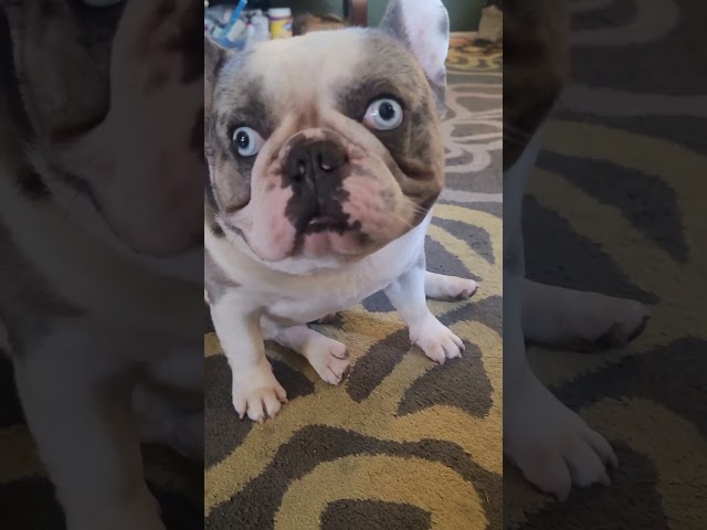 French bulldog's lazy morning. #animallover #frenchbulldog #youtubeshorts class=