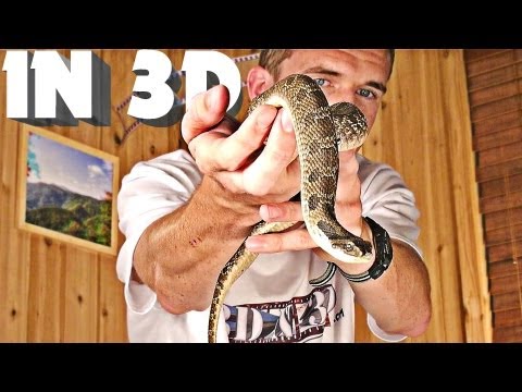 3d-video-extreme-4-(scary-snake!)