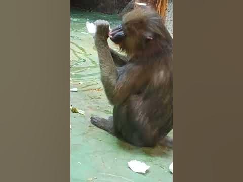 Мандрил - YouTube