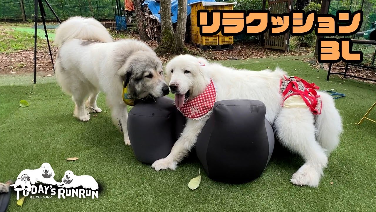 New! The 3L size Relax Cushion is super comfortable for Great