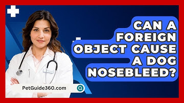 Can A Foreign Object Cause A Dog Nosebleed? - PetGuide360.com
