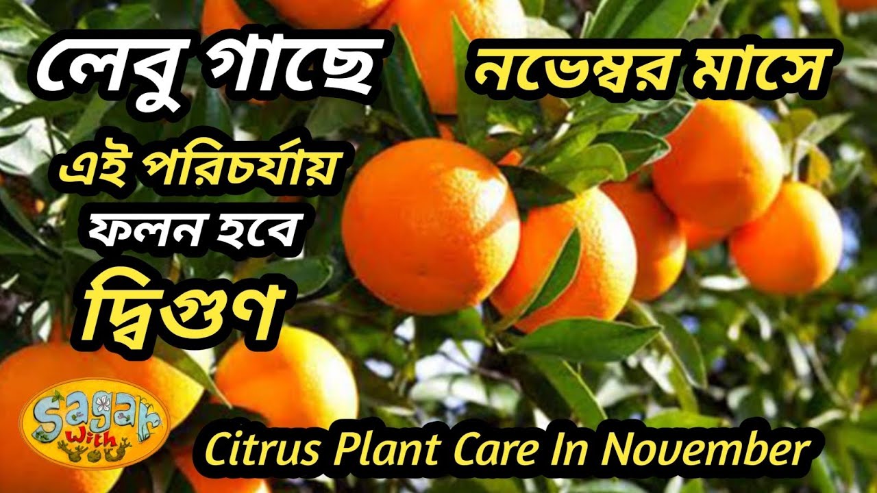 Citrus Plant Care In November || লেবু গাছে নভেম্বর মাসের পরিচর্যা ।