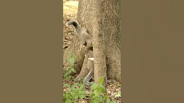 Ha Ha Squirrels Watch Til The End Haha Squirrels Watch Til The End Shortsvideo Trending 
